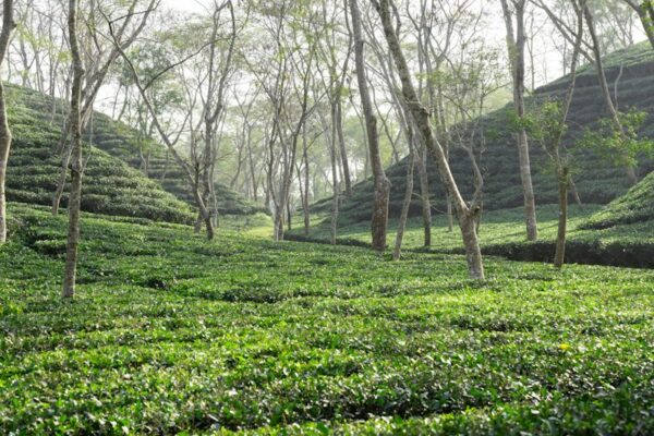 destination-sylhet